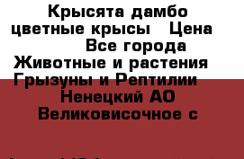 Крысята дамбо цветные крысы › Цена ­ 250 - Все города Животные и растения » Грызуны и Рептилии   . Ненецкий АО,Великовисочное с.